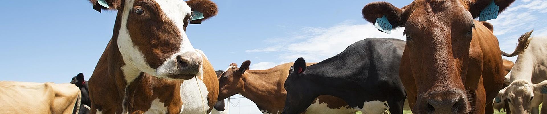 Great milk. Quality cheese.