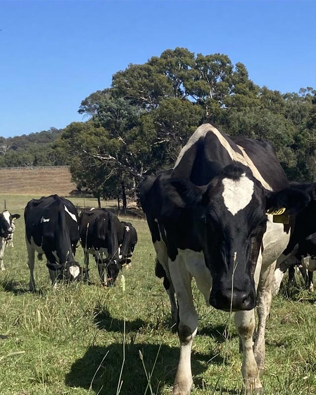 Holstein cows at Paringa View Park